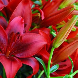 Lilium 'Black Out', Lily 'Black Out', Asiatic Lily 'Black Out', Lily 'Blackout', Summer flowering Bulb, early summer flowering lilies, red lilies